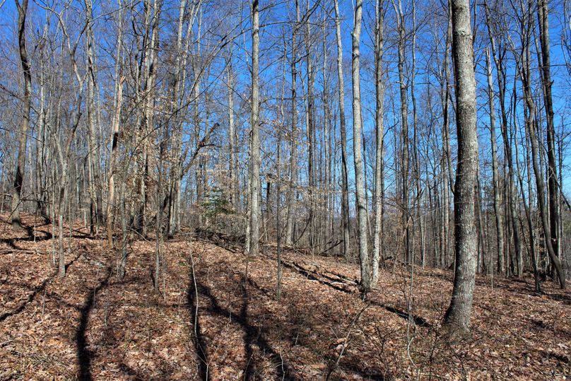 012 an open hardwood ridge point leading down to the east