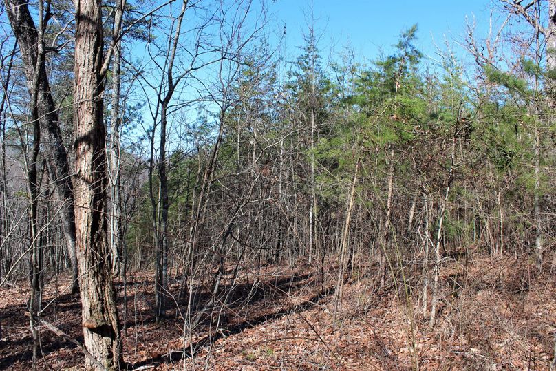 008 a strong edge leading from hardwoods to young pines