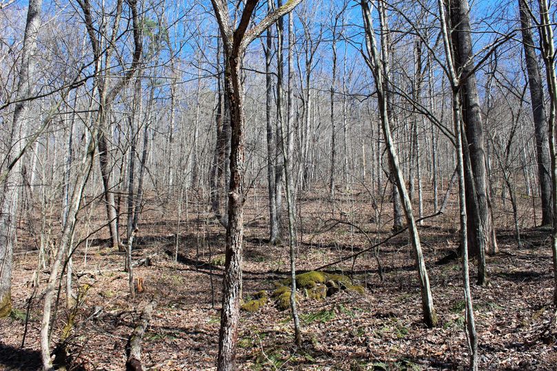 020 uphill view to the east from the valley floor