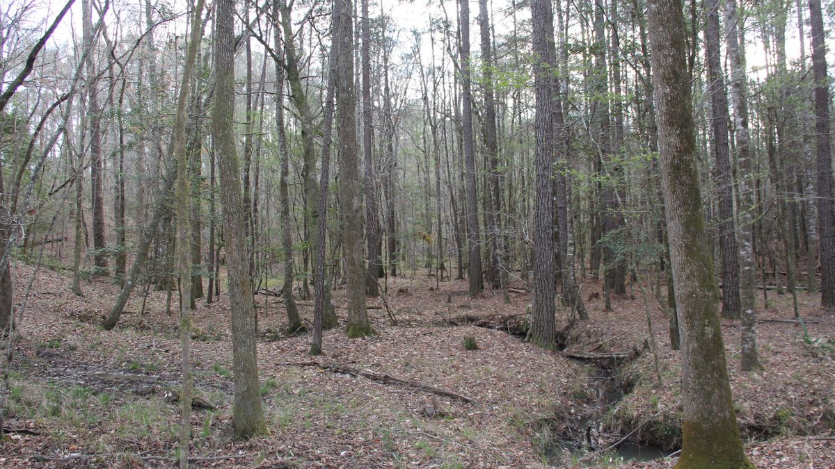 Hunting And Timber Tract Surrounded by Homochitto National Forest