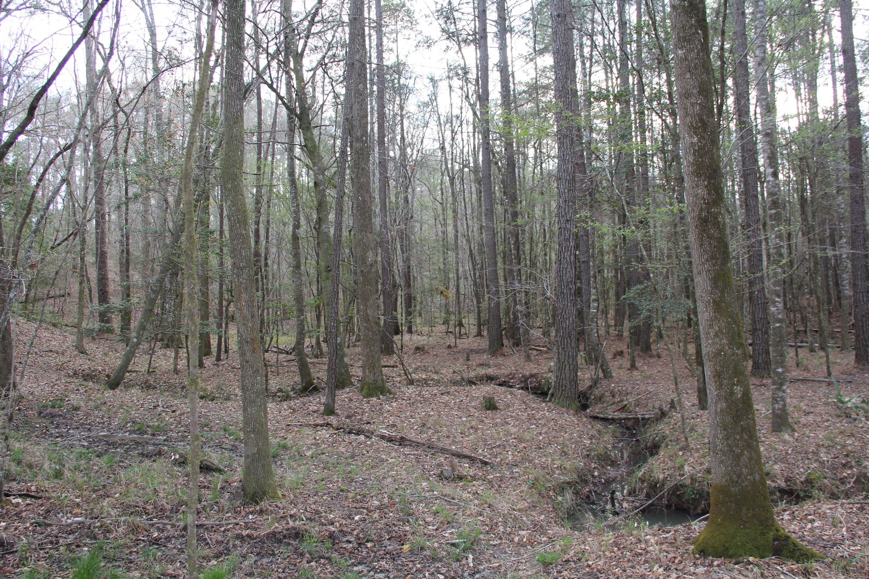 Hunting And Timber Tract Surrounded by Homochitto National Forest