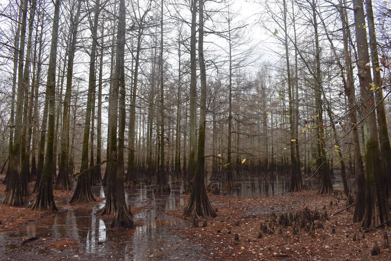 (8)Big Cypress Bottoms