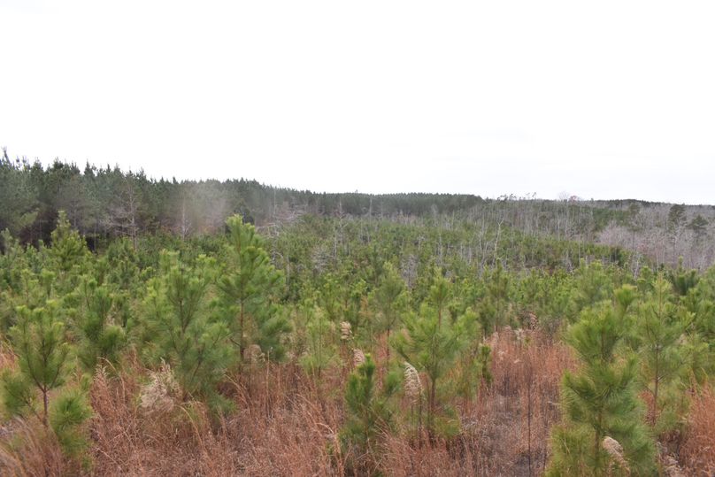 (12)Pine Plantation 2