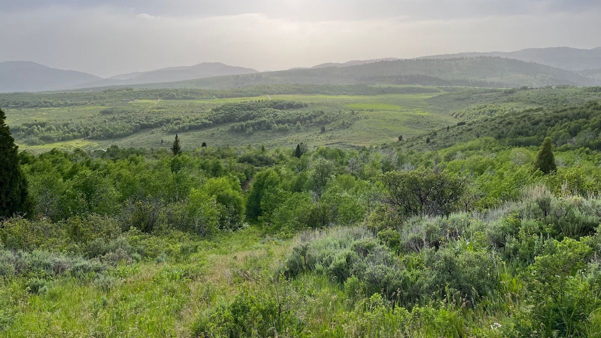 Stauffer Canyon Property With CabinReady Building Sites Whitetail