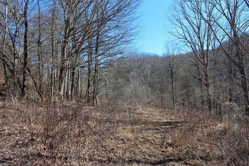 025 old pasture area in the south middle of the property