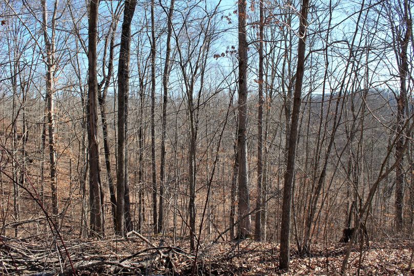 016 forested south facing slope