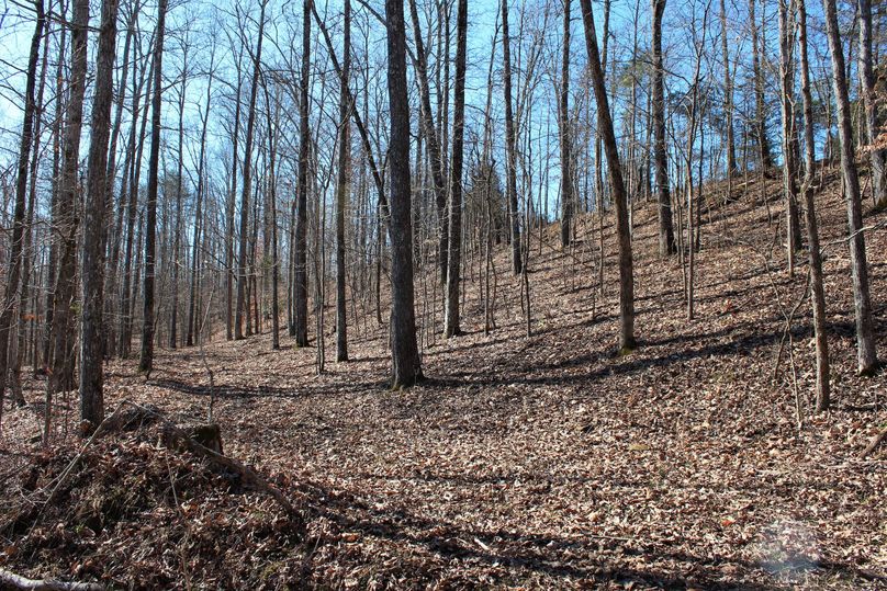 013 hardwood forested east facing slope near the ridge