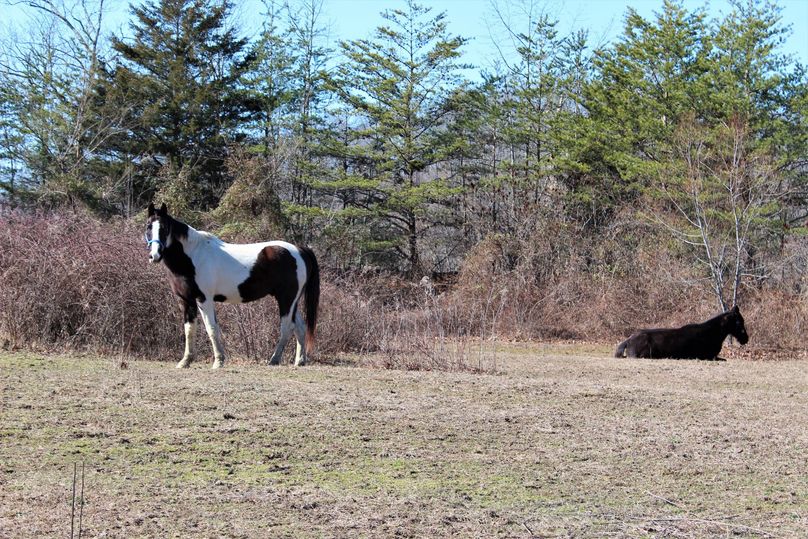 006 a few of the happy horses calling this property home