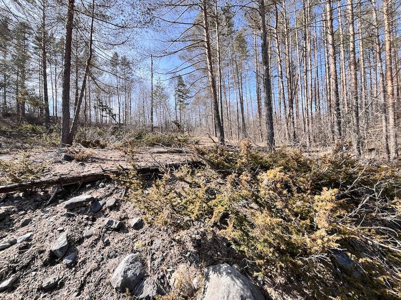 Lewis_26_Somberg Photo 46