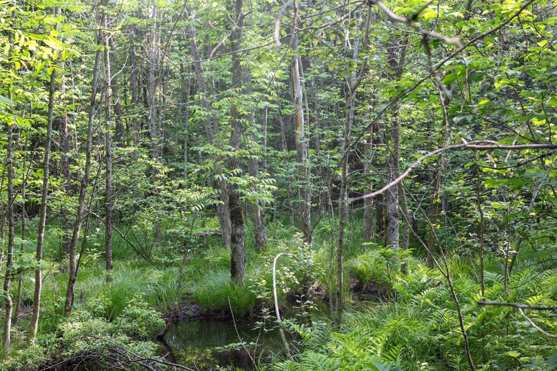 Chippewa85Knowles-5751