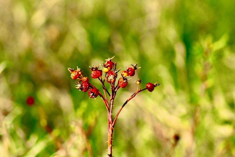 Rose_Hips(3)