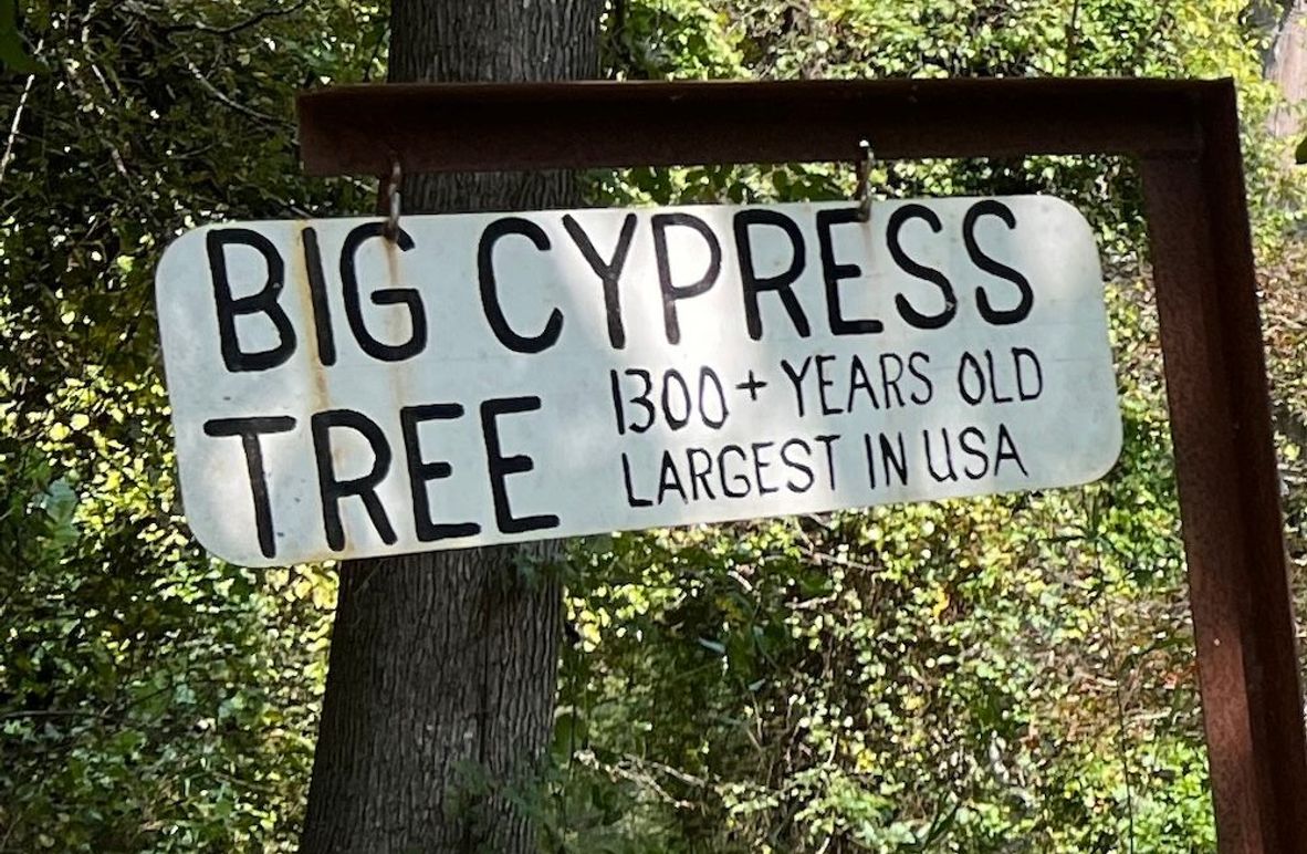 Biggest Cypress