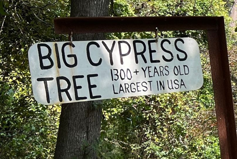 Biggest Cypress