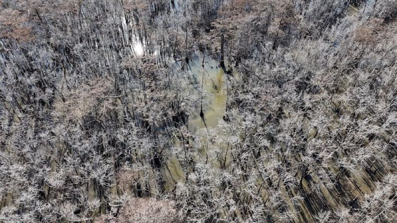 swamp20260501_0218