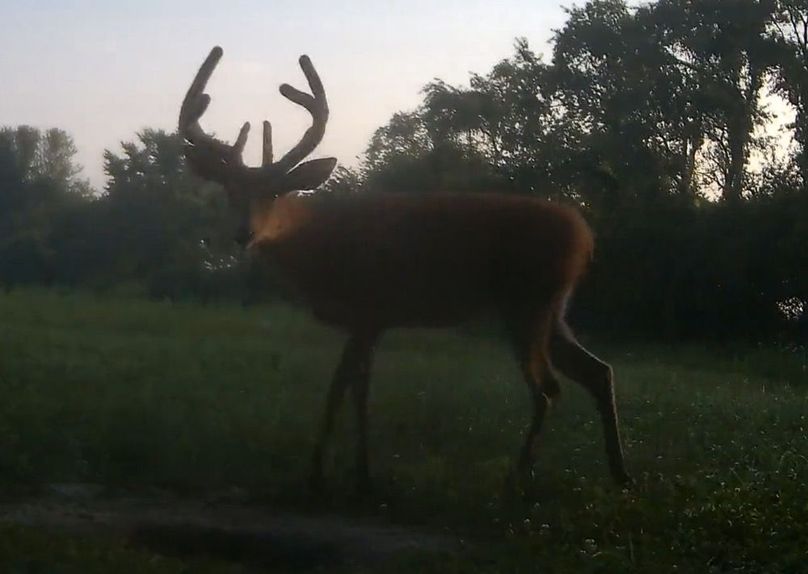 Trailcam15