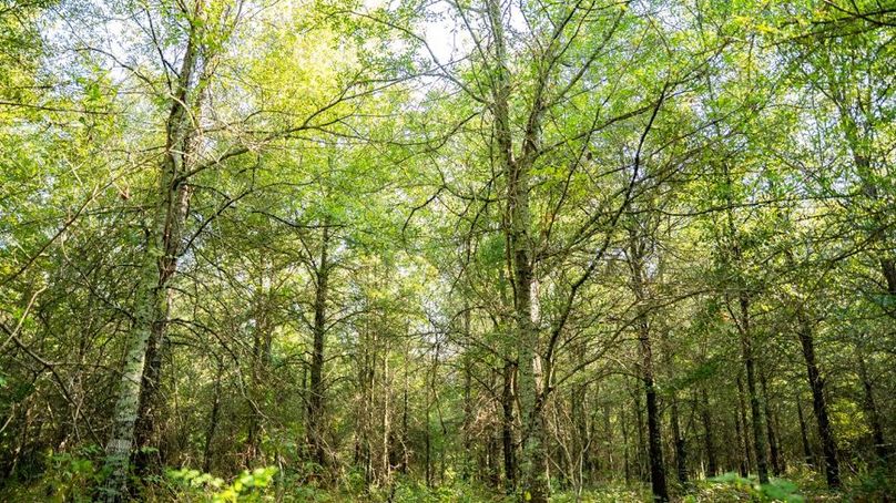 MadisonParLa1372-132