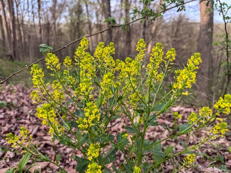 Screenshot 2026-04-21 at 11.35.34 AM