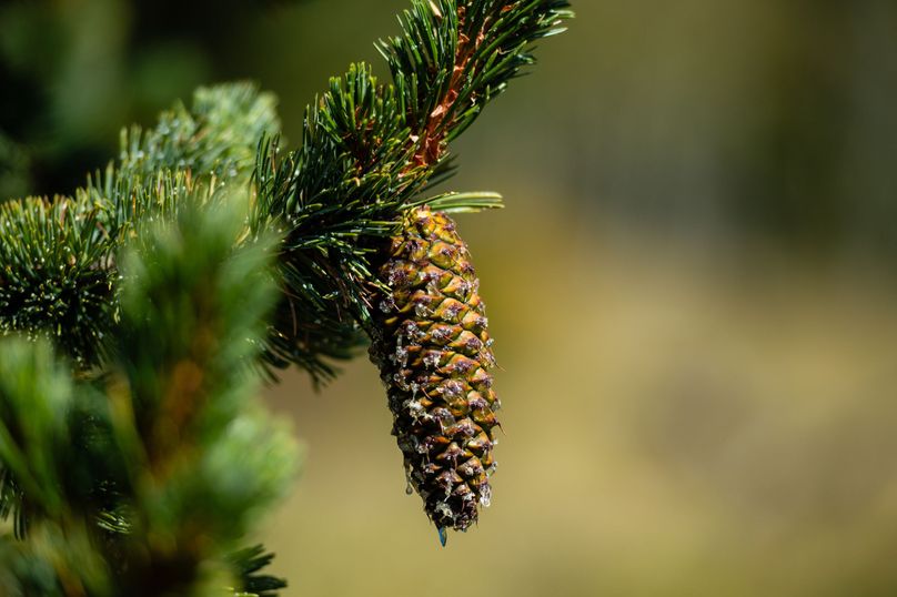 Teller Co 4.65 Thomas - 023 Bristlecone Pine