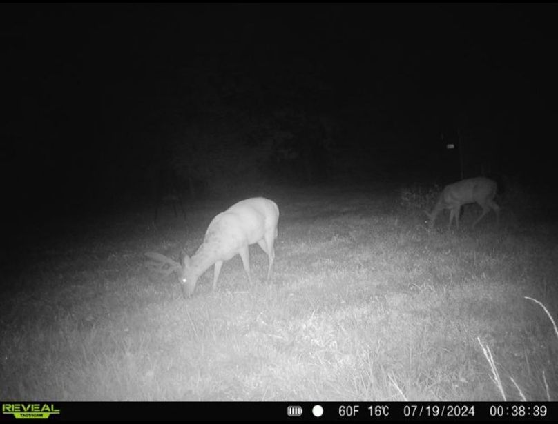 Trail Cam 8