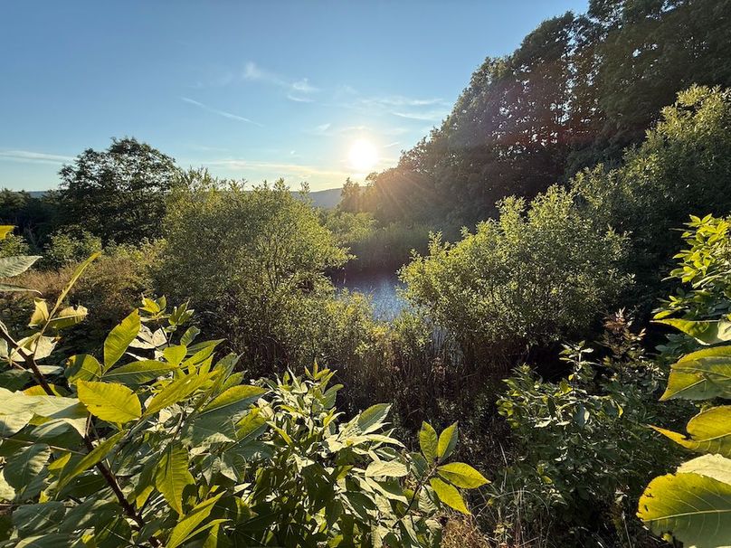 Ontario_33.3_Proseus Photo 52