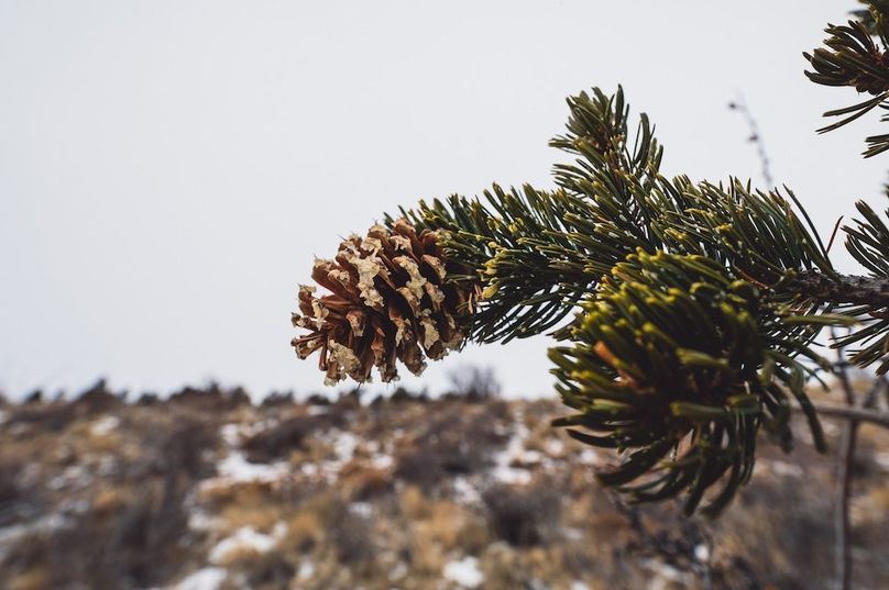 Park Co 3.0 Land Buff LLC - 09 Pine Trees