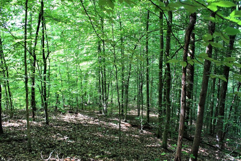 007 healthy mix of multi-staged forest growth along a descending point from the east ridge line
