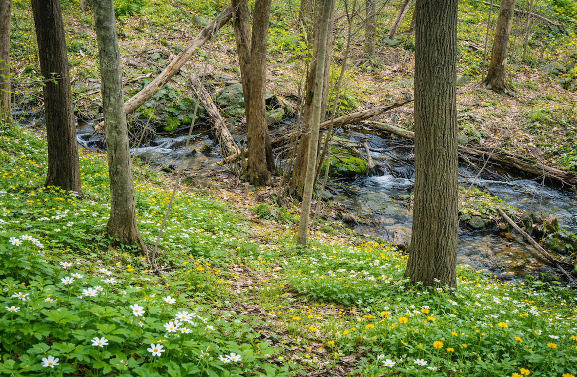 Springtime woodland with blooming wildflowers