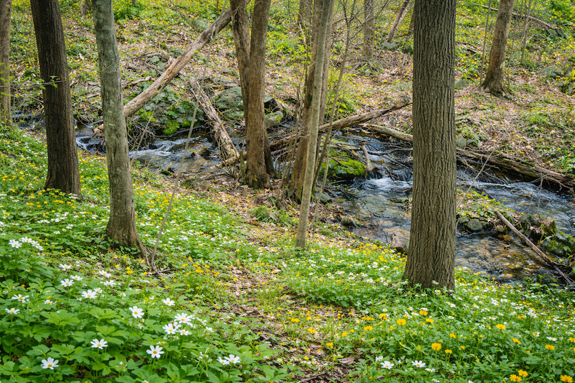 Springtime woodland with blooming wildflowers
