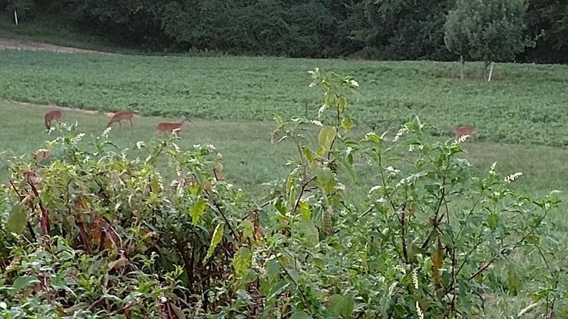 IMG_20170805_202430392