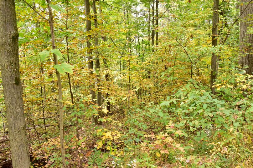 Chemung_29.5_Frantellizzi_Photo_11