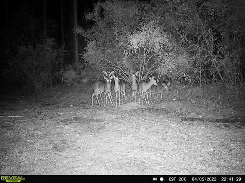 Trail Cam 6