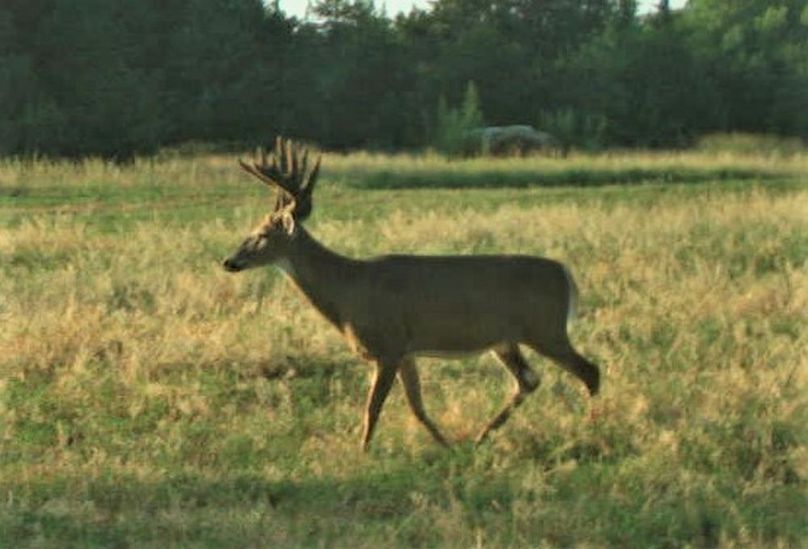 trail cam star (moose 2)..8-24-2023