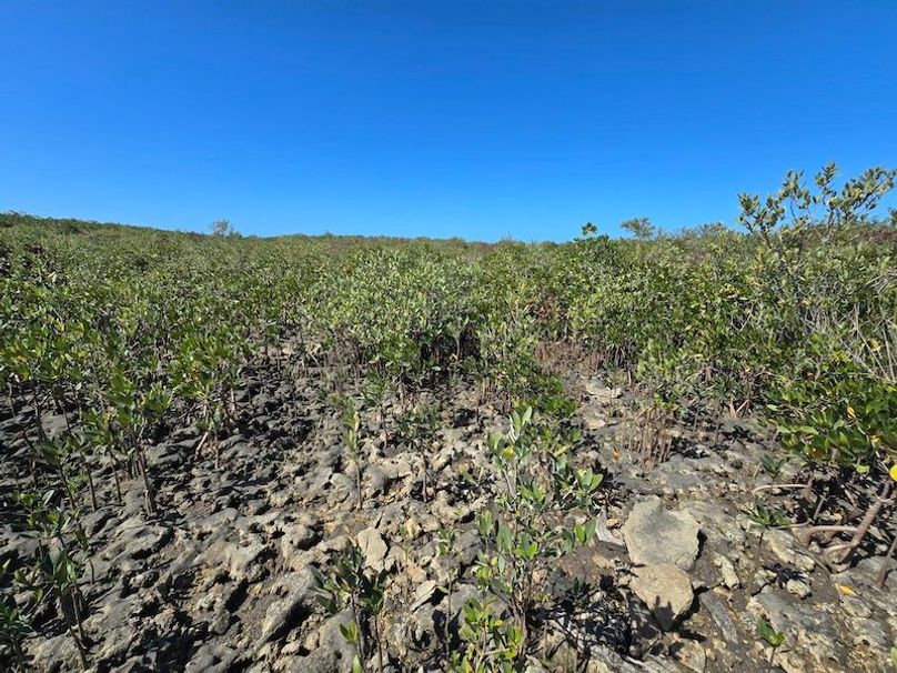 17.17ac, Citrus, Josiah Ronco41