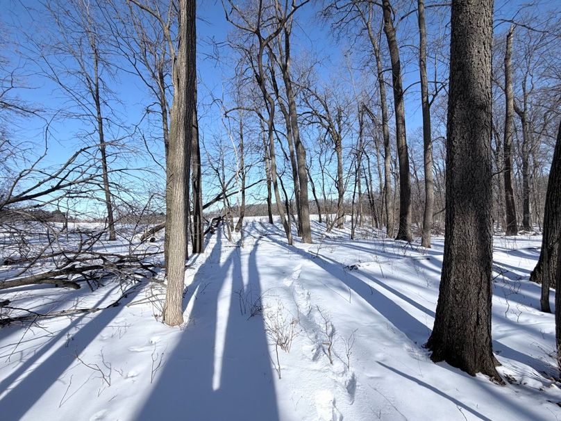 Copy of Tract 10 Timber looking toward Tract9  Large