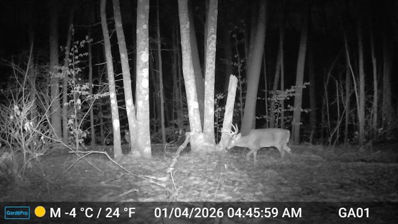 Calhoun, WV 132.84 AC Szegi Trail Cam-08