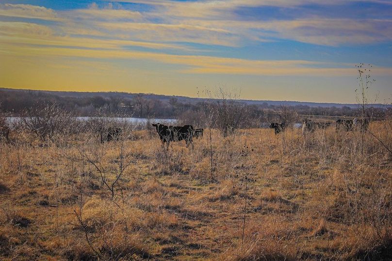 18.Cattle near the lake