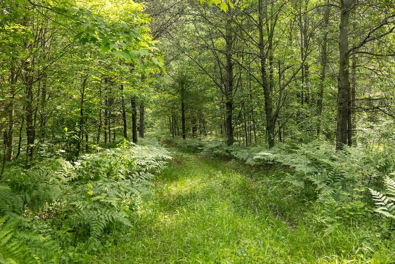 18 Trail to Manistee National Forest on north 200