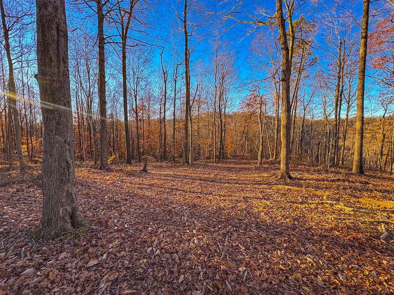 Pleasants_Wood 169.97 AC Cokeley-53