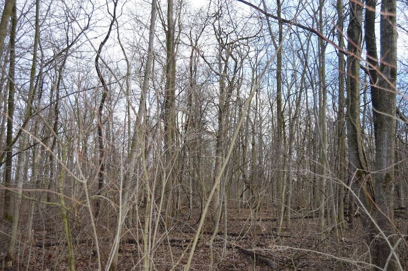 view of woods looking east