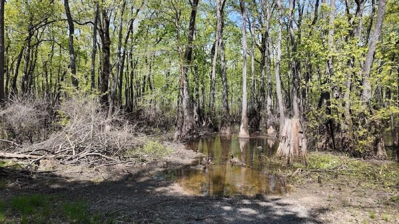 swamp20260501_0247