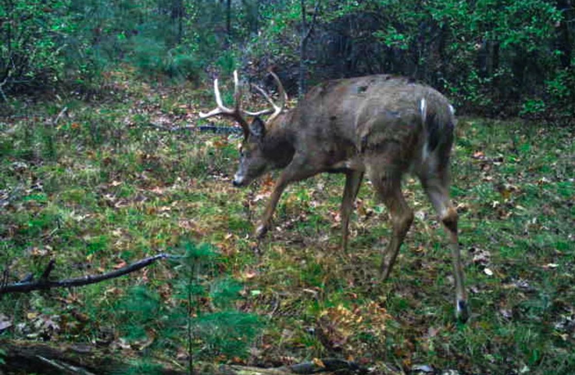 Adams 25, Nessler -05