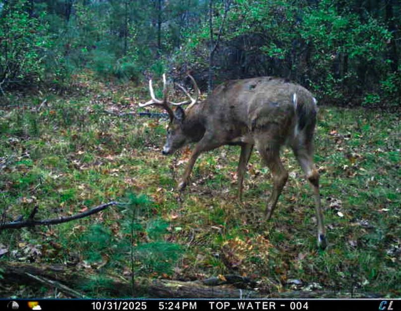 Adams 25, Nessler -05