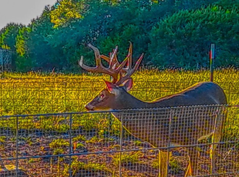 Bosque 294 Deer Cam Photos-7