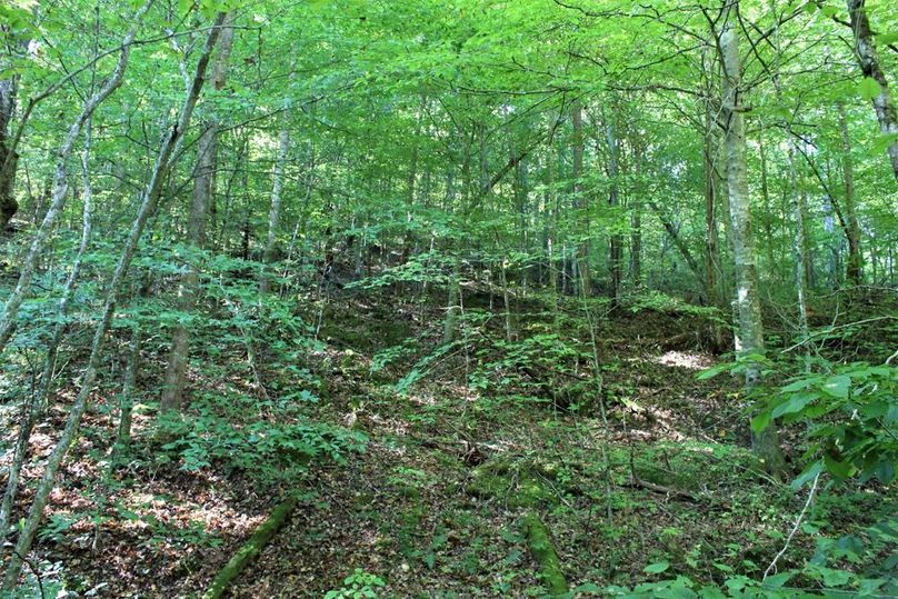 023 healthy regeneration in the south area in what appears to be a very old field or pasture many, many years ago