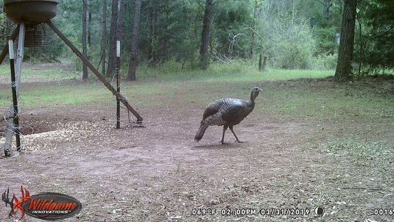 trail cam 5