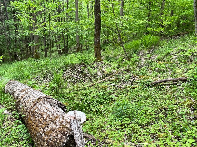 Tioga_18.72_Coulson Photo 55