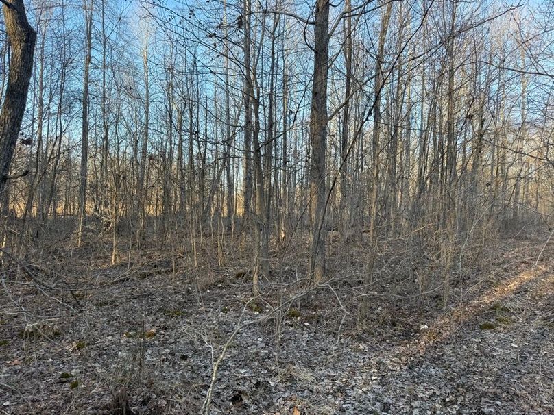 007 forested area near the middle part of the property