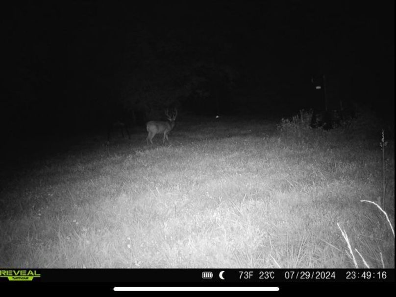 Trail Cam 12