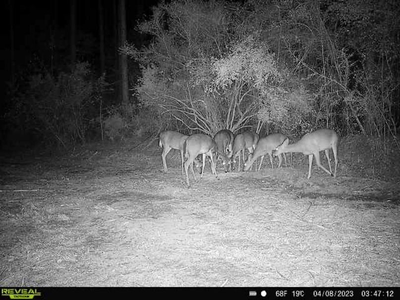 Trail Cam 1