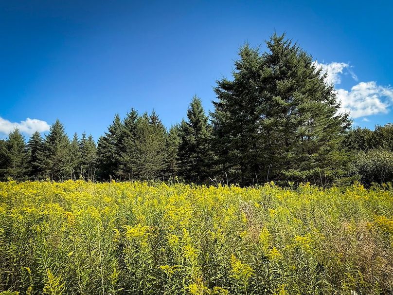 Tioga NY 232.62 Shores Photos 37